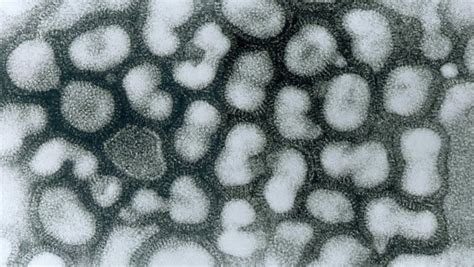 vogelgrippe virus h5n1